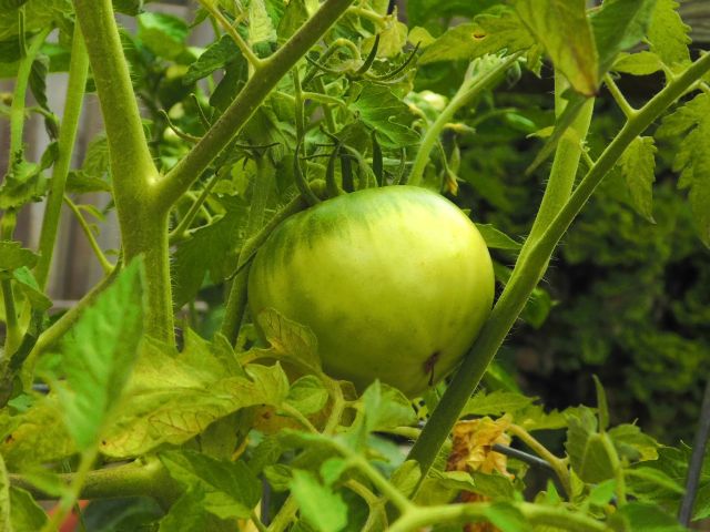 DSCN0592_picmonkeyed