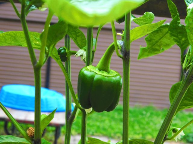 DSCN0593_picmonkeyed