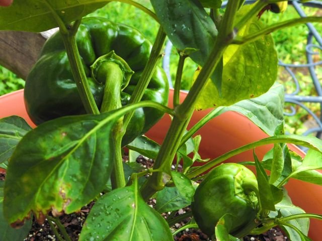 DSCN0595_picmonkeyed