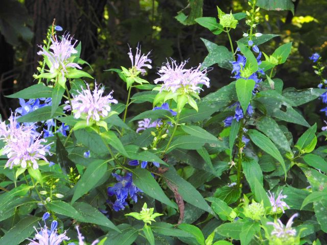 DSCN0633_picmonkeyed