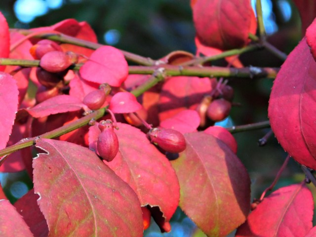 DSCN1055_picmonkeyed