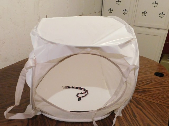 DSCN1371_picmonkeyed